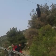 HOW DID THIS HAPPEN?: GOAT HANGING FROM POWER LINES!