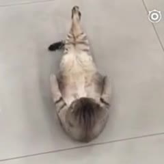 Cat trying to do sit ups .... gets exhausted