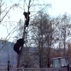 Bear Chases Russian Man Up A Tree