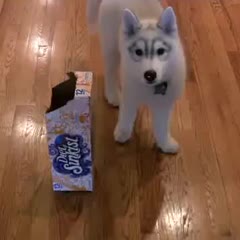 siberian husky puppy gets head stuck in box