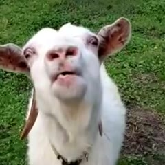 Crazy goat gives a "tongue lashing"