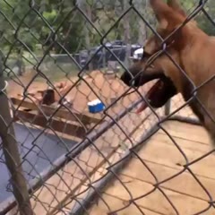 Dog Knocks Out Skateboarder By Snagging His Board During a Trick