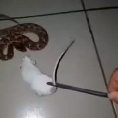 Snake here!