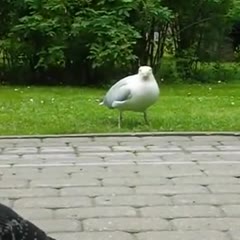 Seagull vs Sparrow