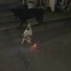 Dog is obsessed with fireworks