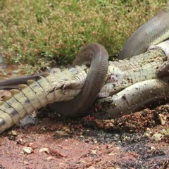 Caught On Camera: Snake Devours Crocodile After 5 Hour Battle