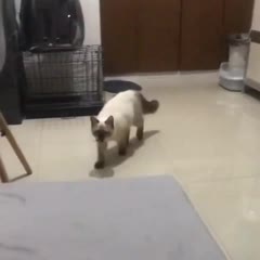 Kitty Brings Cockroach Offering to Its Human