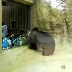 Bear In Da Zoo