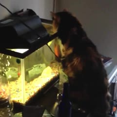 Cat vs Fish