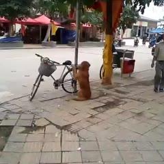 Dog Guards Owner's Bike