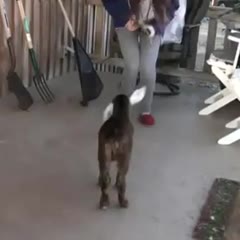 Goat Learning How To Jump