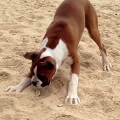 Hilarious puppy reaction to a lime