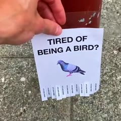 Free the birds!