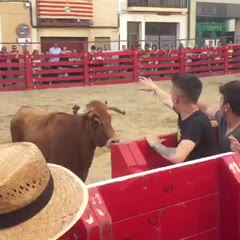 Tough against a bull