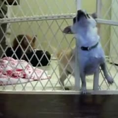 Chihuahua Makes A Great Escape