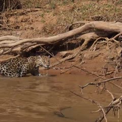 Jaguar Attacks Crocodile