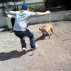 pitbull vs man