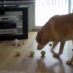 Zoe My Smart Yellow Lab Picks Up 3 Tennis Balls At Once And Smiles