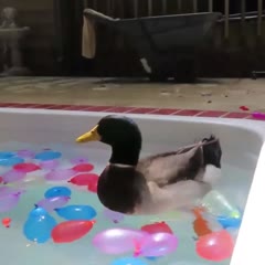 Jerry the duck