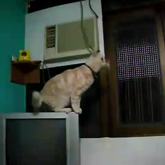 Leopold the Amazing Leaping Cat