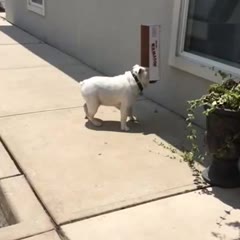 English Bulldog Diesel- The Box Lover 🐶