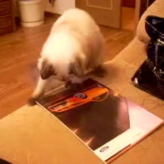 Cat vs Magazine