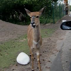 Huh ?!?! Crazy funny talking antelope