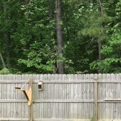 Squirrel catapult