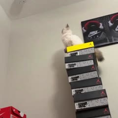 Cat Falls off Shoe Boxes While Trying to Jump