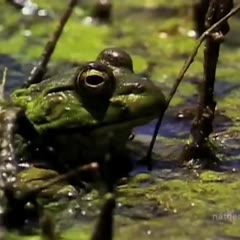 Bullfrog Hunts...Anything!