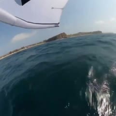 Guy surfs into breaching whale