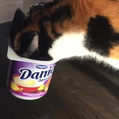 Cat <3 yogurt