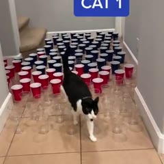 Cat Experiment
