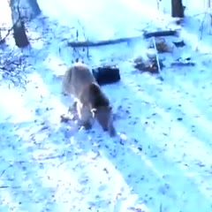 Russian bear attacks fishers and steals their car