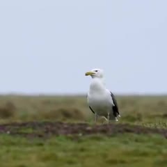 Did you know that Great black-backed #gulls are the #apexpredator on @SkokholmIsland ?