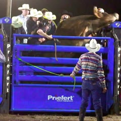 A spectacular #rodeo #accident happens to the #rider