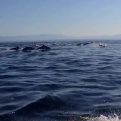 Dolphin Surfing, Woman Wakeboarding with Dolphins