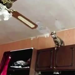 Worthless Cats Can't Jump For Shit