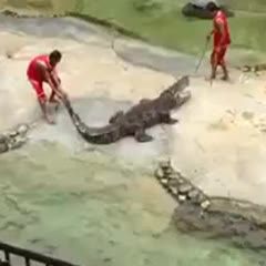 Caught On Camera Crocodile