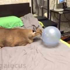 Balloon pops Big Floppa (Шарик лопает Шлёпу)