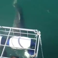 Great White Shark gets head into Shark Diving Cage!!! 03/21/2013 Gansbaai, SA