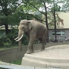 Elephant Spraying Poo on Man at Berlin Zoo Perfect Aim