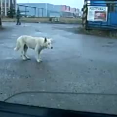 Funny dancing dog