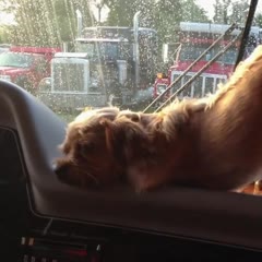 Dog Falls Asleep at the Wheel