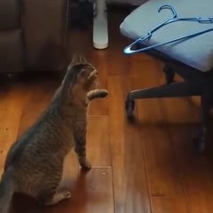 Cat vs. Hanger
