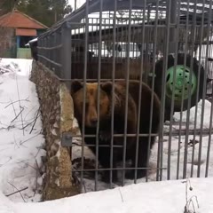 Медведь и алкаши
