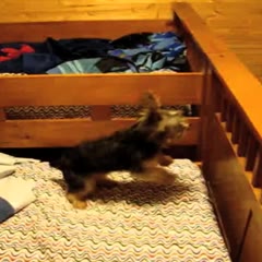 Hamster Uses Mind Control To Make Dog Jump