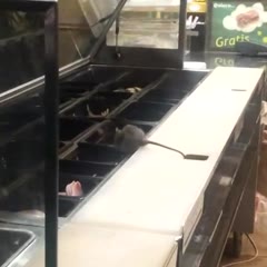 Big Rat Getting His Grub On At Subway While It's Closed