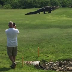 Giant Gator Walks Across Florida Golf Course