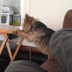 Jack the Yorkie: Jump Fail